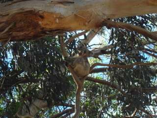 Un mes en Australia - Blogs de Australia - Adelaida y Kangaroo Island (3)